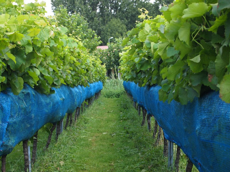 blauw wijnbouw net afgebeeld links en rechts