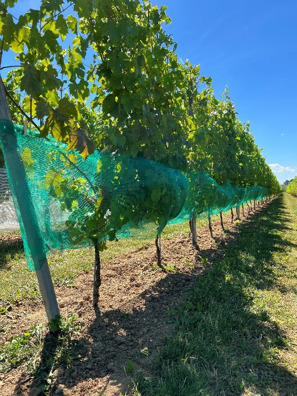 vaspa net, groen voor de wijnbouw tegen wespen en hagel