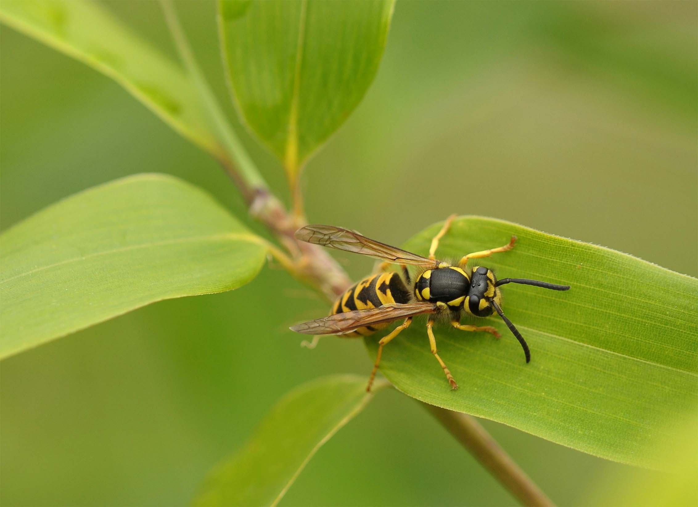 close up van wesp op plant
